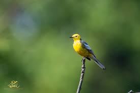 Attēlu rezultāti vaicājumam “Motacilla citreola male”