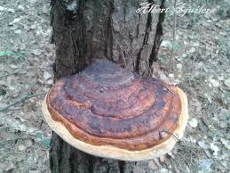 Attēlu rezultāti vaicājumam “Fomitopsis pinicola”