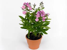 Image result for Phlox paniculata `Sweet Summer`