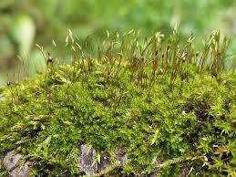 Attēlu rezultāti vaicājumam “Pylaisia polyantha”