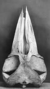 Image result for Balaenoptera bonaerensis