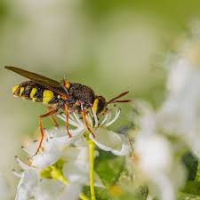 Attēlu rezultāti vaicājumam “Cribraria ferruginea macro”