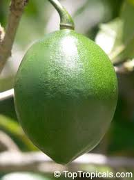 Attēlu rezultāti vaicājumam “Cinna latifolia fruit”