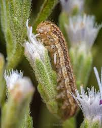 Attēlu rezultāti vaicājumam “Trichia contorta macro”