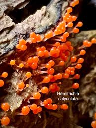 Attēlu rezultāti vaicājumam “Hemitrichia calyculata”