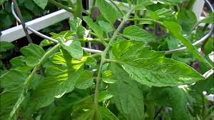 Afbeeldingsresultaat voor earliana tomato