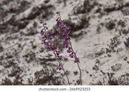 Attēlu rezultāti vaicājumam “Epipactis atrorubens”