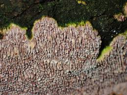 Attēlu rezultāti vaicājumam “Phlebiopsis gigantea”