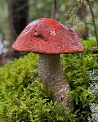 Attēlu rezultāti vaicājumam “Leccinum”