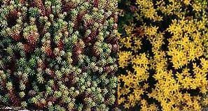 Image result for Sedum acre