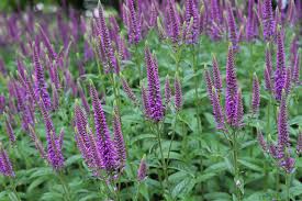 Attēlu rezultāti vaicājumam “Veronica longifolia”