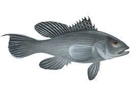 Image result for Centropristis striata