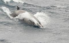 Image result for Mesoplodon bidens