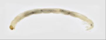 Attēlu rezultāti vaicājumam “Chironomidae”