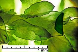 Attēlu rezultāti vaicājumam “Porella cordaeana”