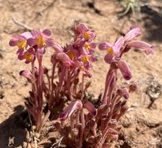 Attēlu rezultāti vaicājumam “Orobanchaceae”