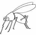 Mosquito coloring page
