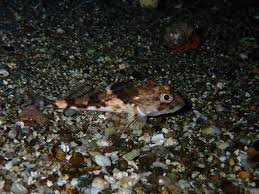 Image result for Myoxocephalus octodecemspinosus