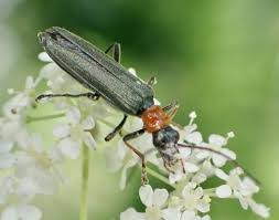 Attēlu rezultāti vaicājumam “Oedemera croceicollis”
