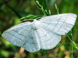 Attēlu rezultāti vaicājumam “Cabera pusaria female”