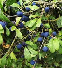 Attēlu rezultāti vaicājumam “Prunus spinosa leaf”