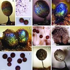Attēlu rezultāti vaicājumam “Lamproderma pseudomaculatum spores”