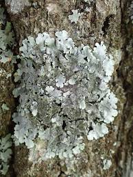 Attēlu rezultāti vaicājumam “Parmelina tiliacea”