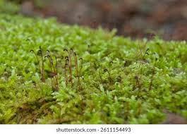 Attēlu rezultāti vaicājumam “Acrocarpous mosses”