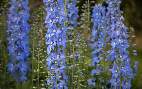 Attēlu rezultāti vaicājumam “Delphinium elatum”