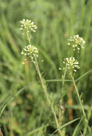Attēlu rezultāti vaicājumam “Capsella bursa-pastoris leaf”