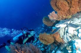 Image result for Seabug Divers