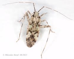 Attēlu rezultāti vaicājumam “Phytocoris tiliae”