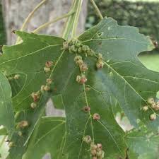 Attēlu rezultāti vaicājumam “Vasates quadripedes”