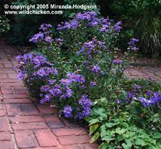 Image result for Aster amellus