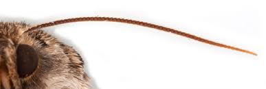 Attēlu rezultāti vaicājumam “Tholera decimalis female”