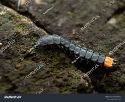 Attēlu rezultāti vaicājumam “Lygistopterus sanguineus larva”