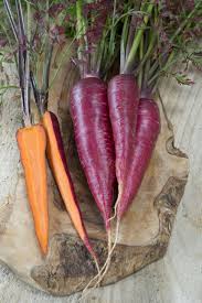 Image result for Daucus carota