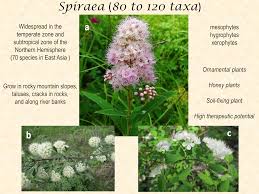 Attēlu rezultāti vaicājumam “Spiraea chamaedryfolia flower”