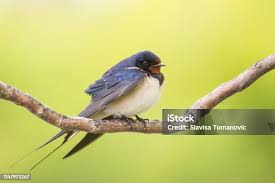 Attēlu rezultāti vaicājumam “Hirundinidae”