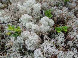 Attēlu rezultāti vaicājumam “Cladonia stellaris”