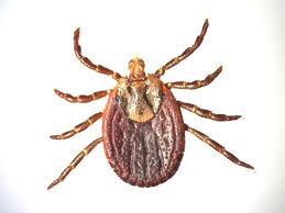 Attēlu rezultāti vaicājumam “Dermacentor reticulatus female”