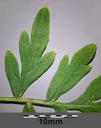 Attēlu rezultāti vaicājumam “Laserpitium prutenicum”