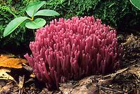 Attēlu rezultāti vaicājumam “Clavulina amethystina”