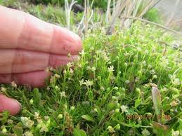 Attēlu rezultāti vaicājumam “Sagina procumbens”