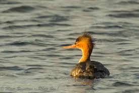 Attēlu rezultāti vaicājumam “Mergus serrator female”