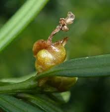Attēlu rezultāti vaicājumam “Taxus baccata female flower”