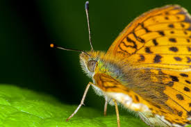 Attēlu rezultāti vaicājumam “Boloria aquilonaris”