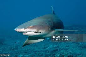 Image result for Negaprion acutidens