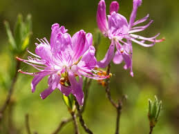Attēlu rezultāti vaicājumam “Rhododendron canadense”