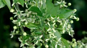 Attēlu rezultāti vaicājumam “Euonymus europaeus flower”